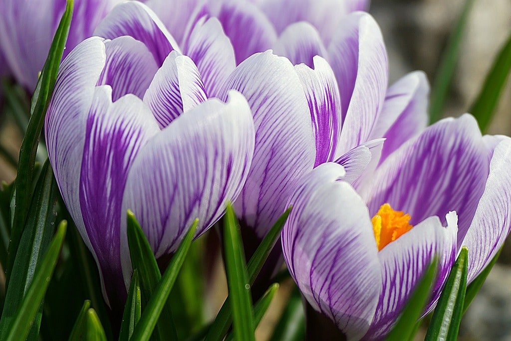 Commnent choisir ses fleurs ?