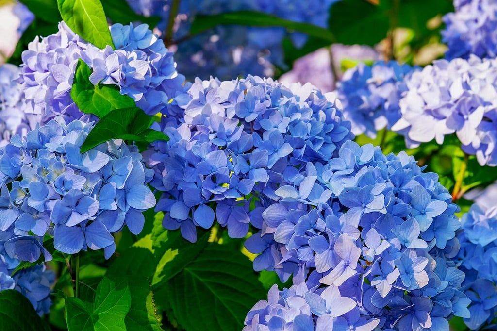 Comment bien entretenir ses fleurs ?