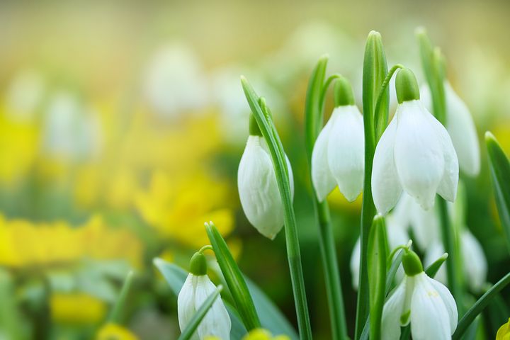 Pourquoi le muguet est-il un porte-bonheur ?